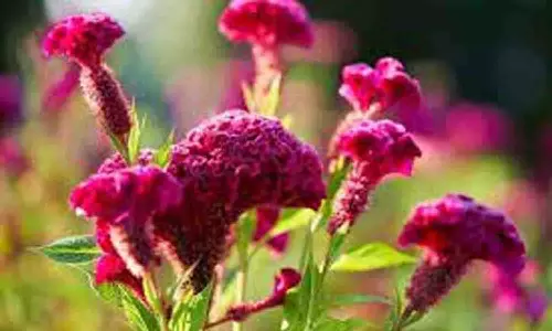 விலை வீழ்ச்சியால் கோழிக்கொண்டை பூக்களை பறிக்காமல் மாடுகளை மேய விடும் விவசாயிகள்