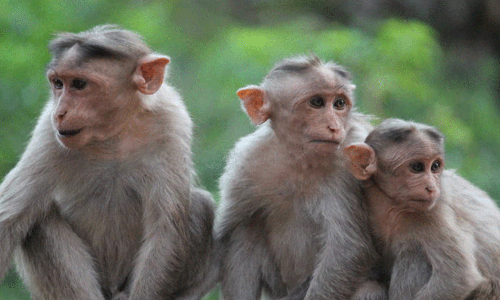 பொதுமக்களை அச்சுறுத்தும் குரங்குகளை கூண்டு வைத்து பிடிக்க வேண்டும்