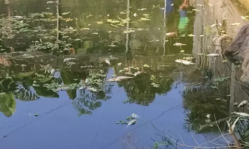 நித்திரவிளை அருகே குளத்தில் செத்து மிதந்த மீன்கள்