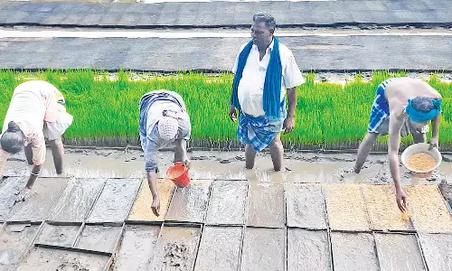 பாய் நாற்றங்கால் தயாரிக்கும் பணி தீவிரம்