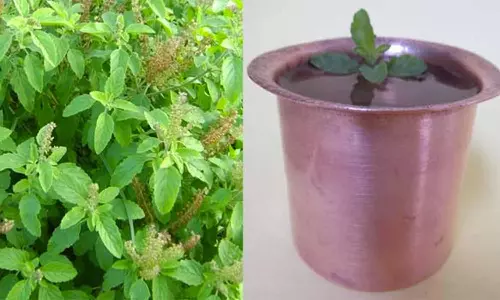 இளமை தரும் துளசிநீர்