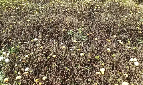 போடி அருகே தொடர் மழை: செடியிலேயே அழுகும் பூக்கள்-விவசாயிகள் வேதனை