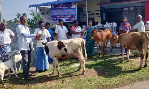 திருக்காடுதுறையில் - கால்நடை சுகாதார  விழிப்புணர்வு முகாம்