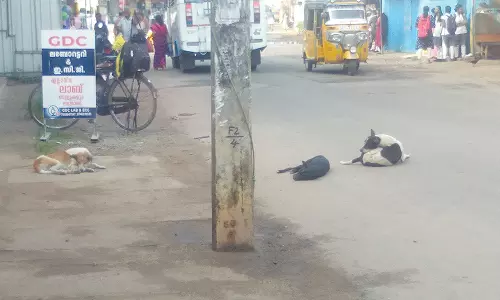 கொல்லங்கோடு பகுதியில் சாலைகளில் சுற்றித்திரியும் தெருநாய்களை கட்டுப்படுத்த வேண்டும்