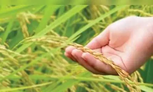 நெற்பயிரில் இலைசுருட்டு, குருத்து பூச்சி தாக்குதல்