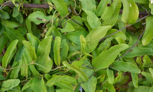 புற்றுநோய் செல்களை அழிக்கும் `தலைச்சுருளி மூலிகை