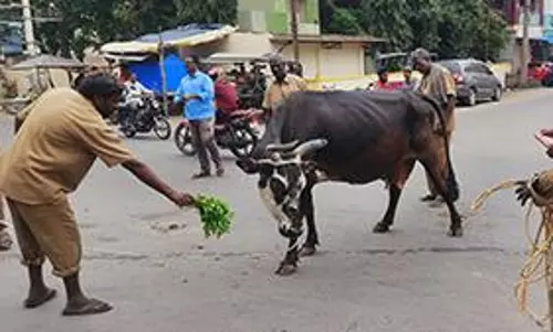 சாலைகளில்  சுற்றி திரிந்த மாடுகளை விரட்டி பிடித்த மாநகராட்சி பணியாளர்கள்