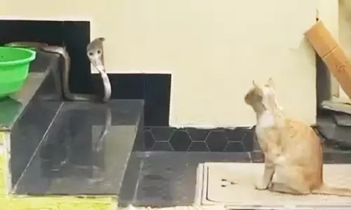 வீட்டுக்குள் நுழைய முயன்ற பாம்பை தடுத்து நிறுத்திய வளர்ப்பு பூனை: சமூகவலைதளத்தில் வீடியோ வைரல்