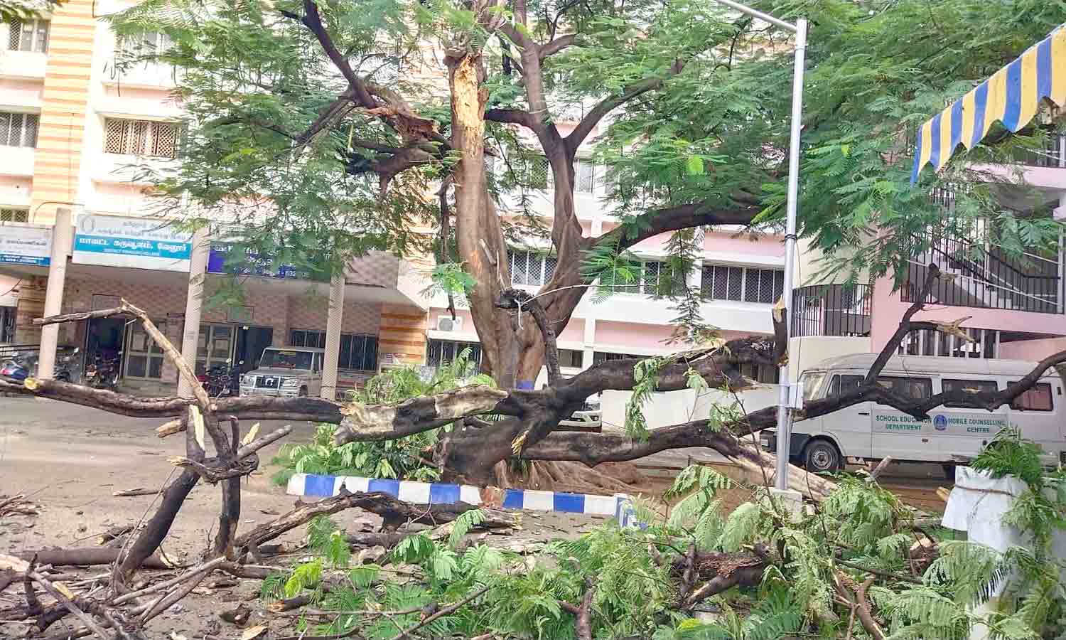 கலெக்டர் அலுவலகத்தில் மரக்கிளை முறிந்து விழுந்தது