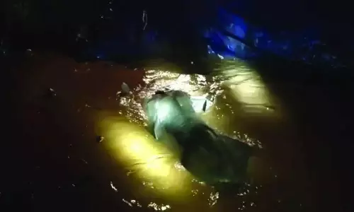 விவசாய குட்டையில் தவறி விழுந்த 4 வயது ஆண் யானை குட்டி மீட்பு