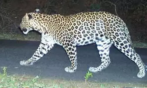 சிறுத்தை நடமாட்டம்; 5 ஆடுகளை அடித்து கொன்றது