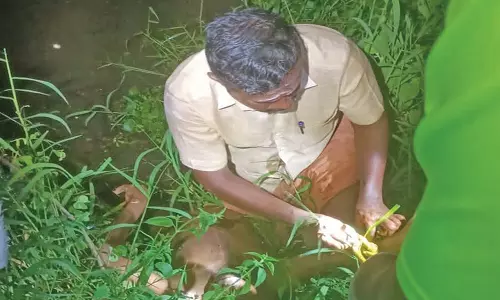 கொட்டாரத்தில் ரேஷன் கடை ஊழியர் ஆற்றில் மூழ்கி பலி