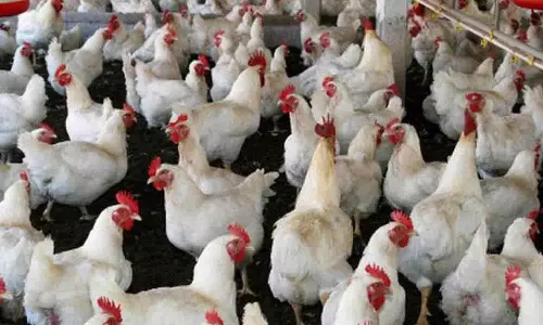 கோழிக்கறி விலை கிலோ ரூ.180 ஆக வீழ்ச்சி: சபரிமலை பக்தர்கள் விரதத்தால் விற்பனை சரிந்தது