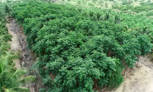 குறுங்காடுகள் வளர்ப்பு திட்டம்