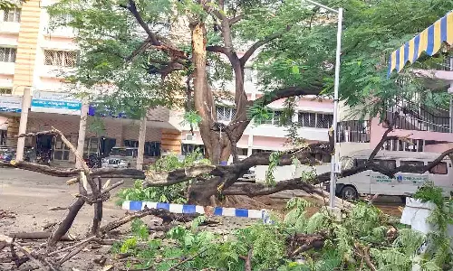 கலெக்டர் அலுவலகத்தில் மரக்கிளை முறிந்து விழுந்தது