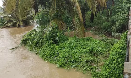 செங்கோட்டையில் விளை நிலங்களுக்குள் புகுந்த மழைநீர்