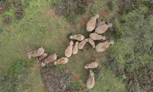 வால்பாறை தேயிலை தோட்டத்தில் குட்டியுடன் படுத்து தூங்கும் காட்டு யானைகள்