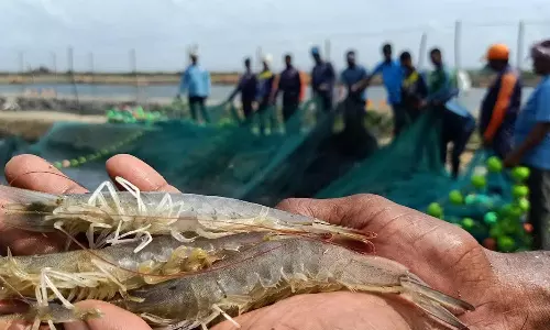 டீசல், மின்சாரம் மானிய விலையில் வழங்க வேண்டும்