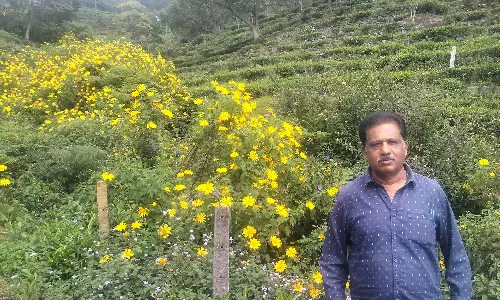 கோத்தகிரியில் பூத்து குலுங்கும் சூரியகாந்தி மலர்கள்