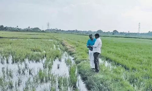 மழை நீரில் மூழ்கிய பயிரைக் காப்பாற்ற வேளாண் அதிகாரிகள் அறிவுரை