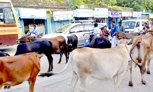 சாலையில் சுற்றி திரியும் மாடுகள் பிடிப்பட்டால் உரிமையாளர்களுக்கு அபராதம்