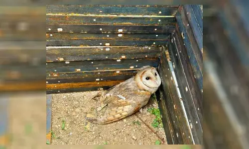 உடுமலையில் காயத்துடன் அரிய வகை ஆந்தை - வனத்துறையிடம் ஒப்படைப்பு