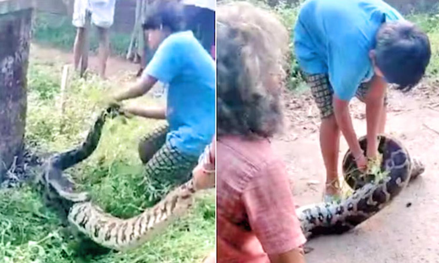 12 அடி நீள மலைப்பாம்பை பிடித்த 10 வயது சிறுவன் | Karnataka: In A Daring ...
