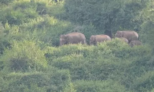 வனப்பகுதிக்குள் விரட்டப்பட்ட நிலையில் மீண்டும் சானமாவு பகுதியில் முகாமிட்ட யானைகள் கூட்டம்