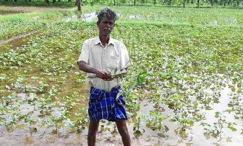 போடியில் கனமழை: வீடுகள், பயிர்களை சூழ்ந்த நீரால் மக்கள் அவதி