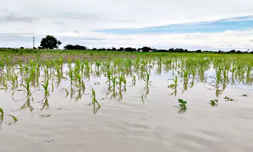 வயல்களில் மழைநீர் புகுந்து வெங்காயம்-மக்காசோள பயிர்கள் சேதம்