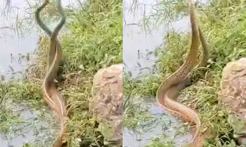 சங்கரன்கோவிலில் குளக்கரையில் சண்டையிட்ட பாம்புகளால் பரபரப்பு