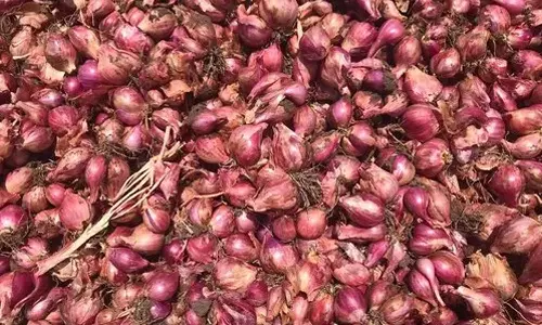 வரத்து குறைந்ததால் சின்ன வெங்காயம் விலை மீண்டும் ரூ.100-ஐ தாண்டியது: இல்லத்தரசிகள் அதிர்ச்சி