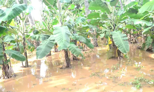 கோவையில் வேகமாக நிரம்பி வரும் குளங்கள்