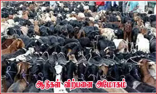 ஒடுகத்தூர் சந்தையில் ரூ.17 லட்சத்துக்கு ஆடுகள் விற்பனை