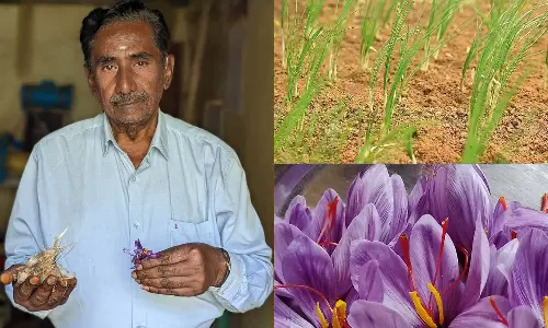 காஷ்மீருக்கு அடுத்தபடியாக கொடைக்கானலில் குங்குமப்பூ விளைவித்து விவசாயி சாதனை