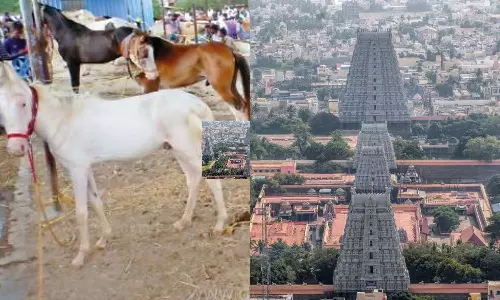 திருவண்ணாமலையில் பாரம்பரிய குதிரை சந்தை தொடங்கியது