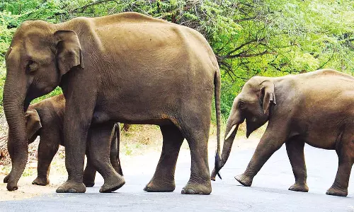 உடுமலை-மூணாறு சாலையில் குட்டிகளுடன் உலா வரும் யானைகள்... வனத்துறையினர் எச்சரிக்கை