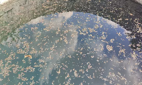 சித்தையன்கோட்டை பேரூராட்சியில் சுகாதாரமற்ற குடிதண்ணீர் விநியோகம்