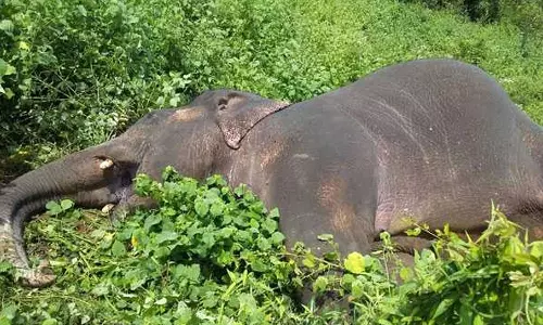 பர்கூர் வனப்பகுதியில் இறந்த கிடந்த ஆண் யானை- வனத்துறையினர் விசாரணை