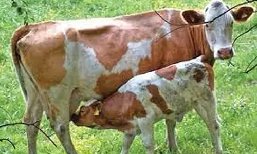 பண்டுதகாரன் புதூரில் - கறவைமாடு வளர்ப்பு கட்டண பயிற்சி முகாம்