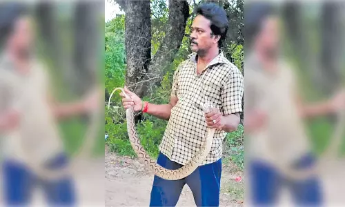 குடோனில் இருந்த பாம்பு பிடிபட்டது