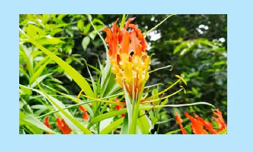 மேற்கு தொடர்ச்சி மலையில் பூத்துக்குலுங்கும் செங்காந்தள் மலர்கள்