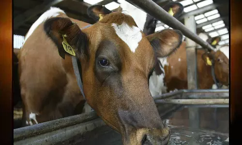மூச்சுத்திணறலை தடுக்க கால்நடைகளுக்கு சுத்தமான குடிநீர் வழங்க வேண்டுகோள்