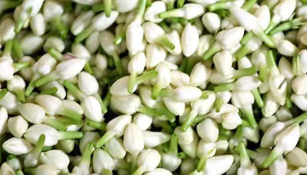 பரமத்திவேலூரில் குண்டுமல்லிகை பூ கிலோ ரூ.2 ஆயிரத்திற்கு விற்பனை பரமத்திவேலூரில் குண்டுமல்லிகை பூ கிலோ ரூ.2 ஆயிரத்திற்கு விற்பனை