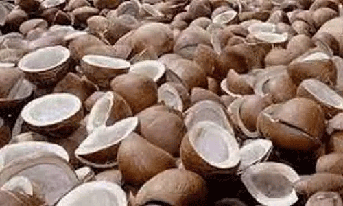 பெருந்துறையில் ரூ.99 லட்சத்துக்கு கொப்பரை ஏலம்