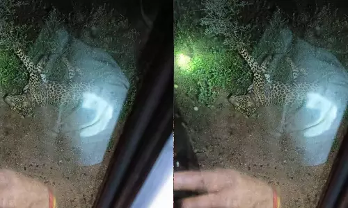 வன விலங்குகளை வேட்டையாட வைத்த வலையில் சிக்கிய சிறுத்தை: வனத்துறையினர் மீட்டு வனப்பகுதியில் விட்டனர்