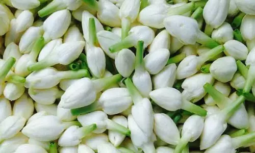 திருக்கார்த்திகையையொட்டி தோவாளையில் பிச்சிப்பூ ரூ.1500-க்கு விற்பனை