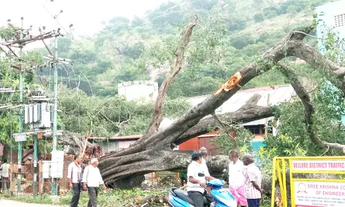 200 ஆண்டுகள் பழமையான அரசமரம் சாய்ந்தது