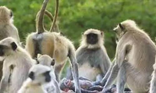 வால்பாறையில் சிங்கவால் குரங்குகள் அட்டகாசம்