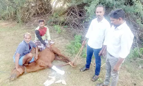 காலில் காயம் அடைந்த குதிரைக்கு சிகிச்சை அளித்த வனத்துறையினர்